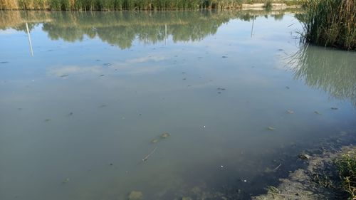 FOTO În amonte de Lacul Morii din Capitală, din cauza dejecţiilor deversate, Râul Dâmboviţa a devenit pe unele porţiuni albicios, iar pe altele maroniu. Garda de Mediu: "Vom identifica eventuala sursă de poluare" 
