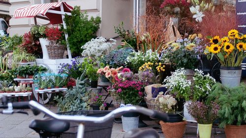 George Tuţă: Primăria Sectorului 1 nu închide Piaţa Domenii, ci florăriile construite ilegal pe trotuar vor fi demolate