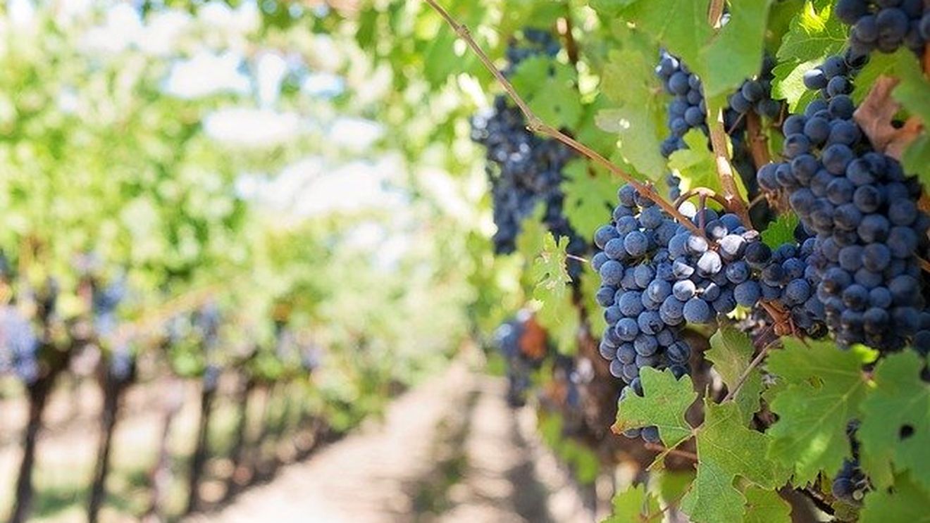 Producătorii de şampanie din Franţa vor mai puţini struguri, pentru a-şi reveni după pandemie