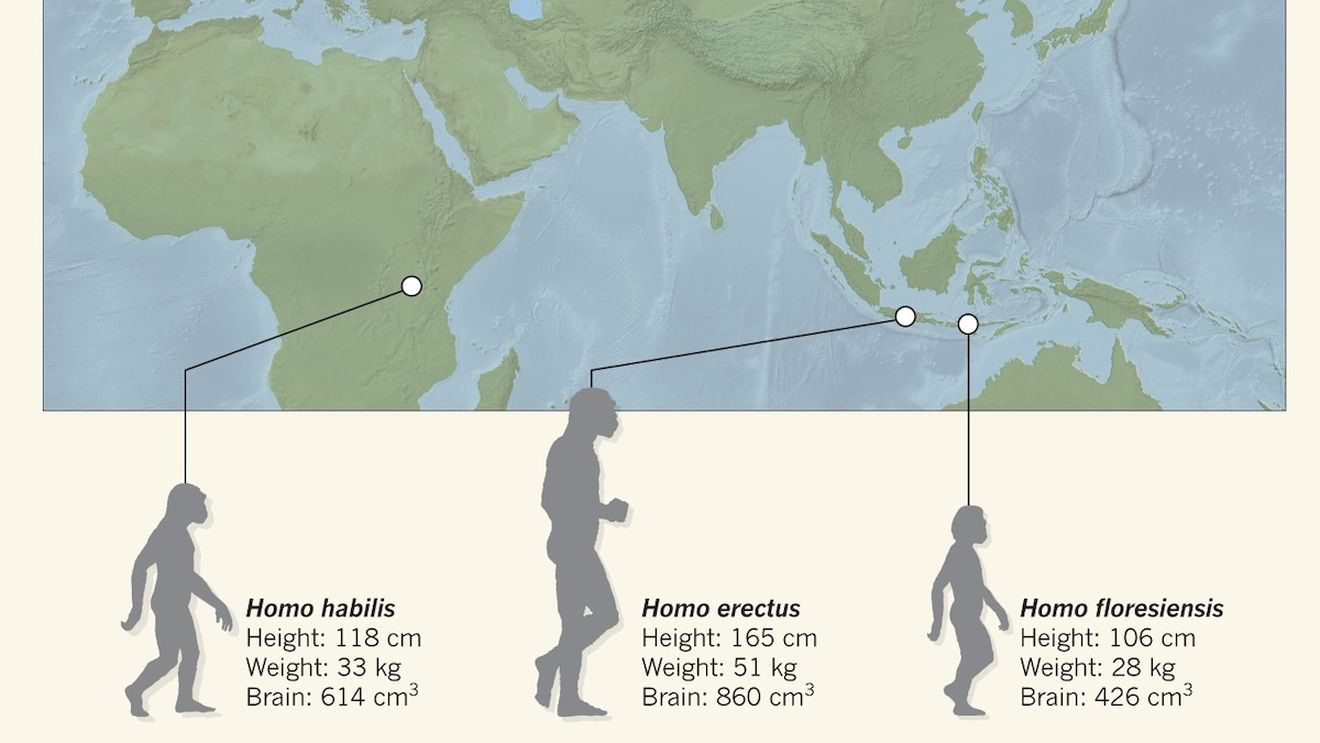 Os de "Hobbit" provenit de la o specie minusculă de oameni antici, găsit pe o insulă indoneziană / Este cea mai mică fosilă de humerus uman adult descoperită vreodată