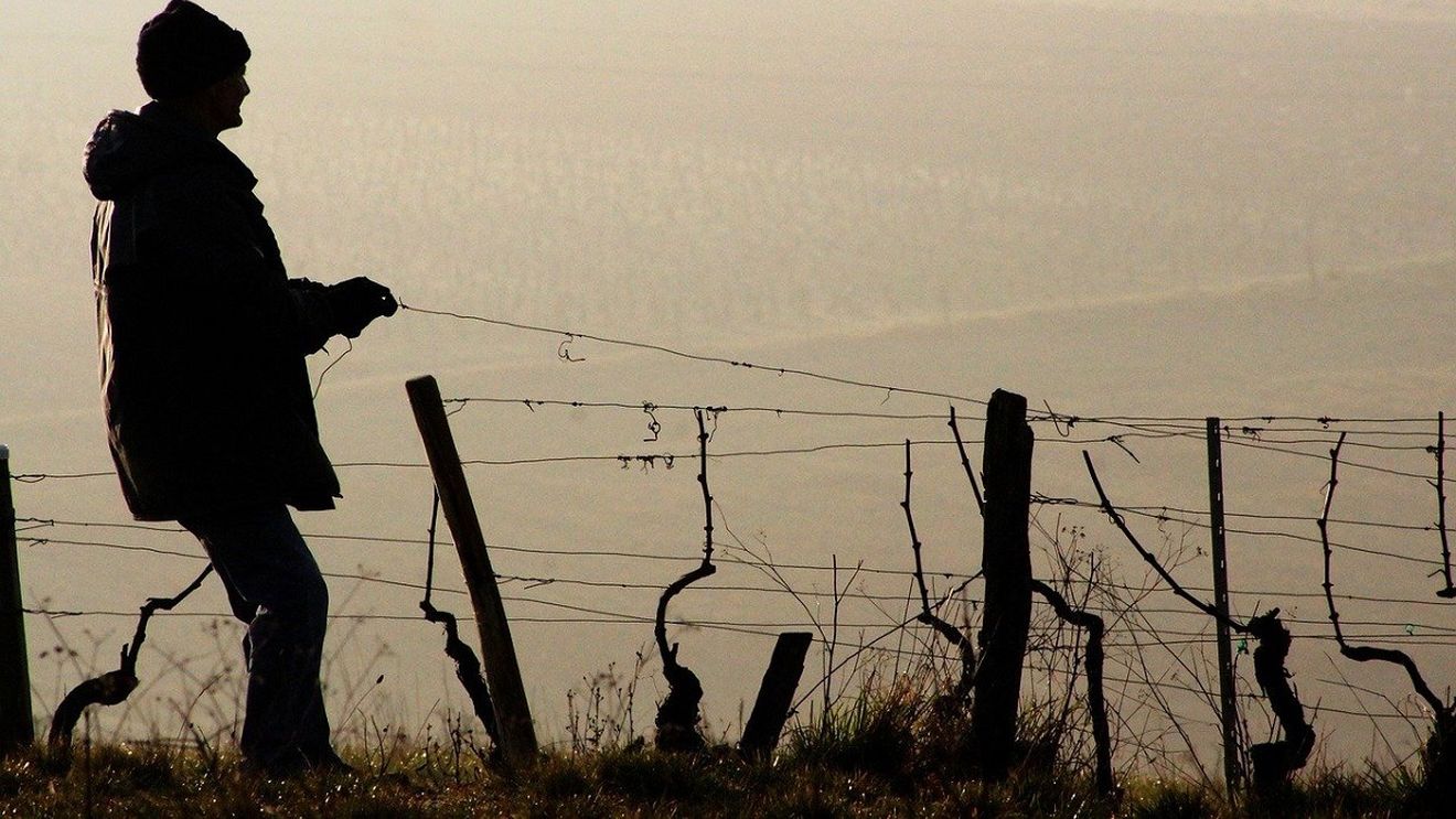 Producția de vin din sudul Franței, afectată grav din cauza incendiilor. "Pentru noi, este incert dacă vom recolta sau nu"