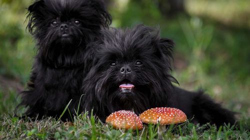 Studiu: Ciupercile medicinale pot îmbunătăți memoria și somnul câinilor seniori