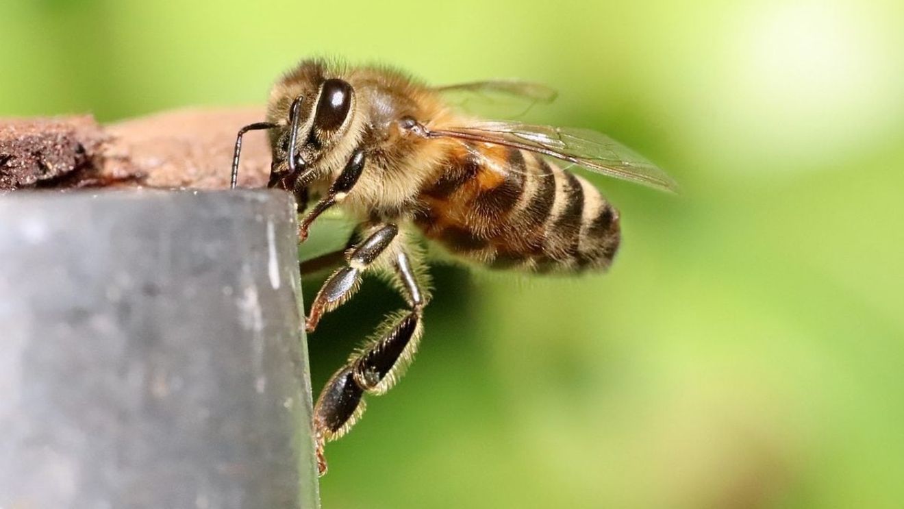Atac violent al albinelor într-un oraş din centrul Franţei: 24 de persoane au fost înţepate, unele de zeci ori / Trei persoane au avut nevoie de spitalizare