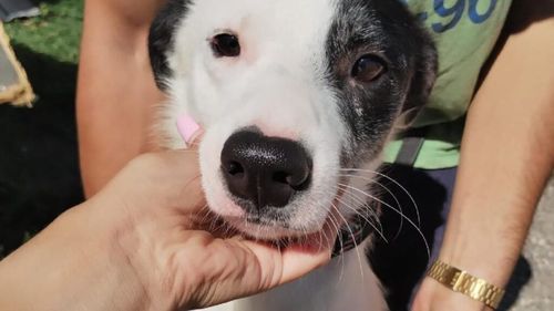 O nouă șansă la viață: Câinii uitați în adăposturi din România și-au găsit familii iubitoare în Franța (FOTO)