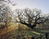 A murit stejarul care l-a ascuns pe Robin Hood / Stejarul Major (Major Oak), arborele secular din pădurea Sherwood, ar fi fost afectat de compactarea solului, provocată de fluxul uriaș de turiști