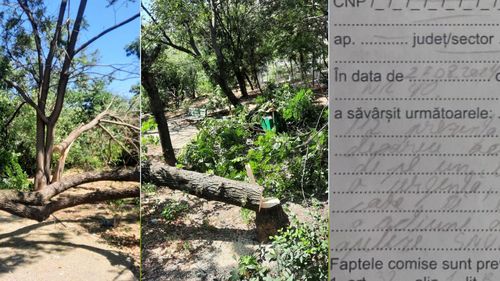 Un bucureștean care a reclamat presupuse tăieri ilegale de copaci în Sectorul 3 a fost amendat cu 2.000 de lei pentru că a sunat la 112  / Reacția Gărzii de Mediu