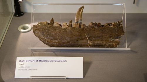 Megalosaurus: În anul 2024 se împlinesc 200 de ani de la prima descoperire a unui dinozaur din istorie / Cum a fost definită prima oară creatura și cine a inventat denumirea sa