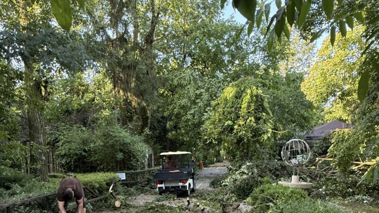 Grădina Zoologică Bucureşti se închide temporar, după furtuna de joi / Toate animalele sunt în siguranţă, fiind permanent supravegheate de echipele specializate