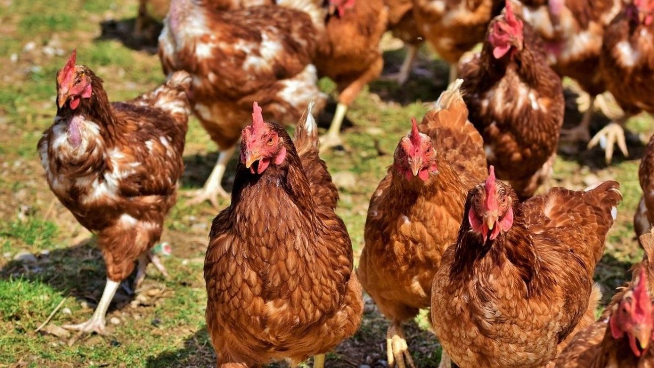 Mai multe cazuri de infecţie cu gripă aviară descoperite în estul Ungariei