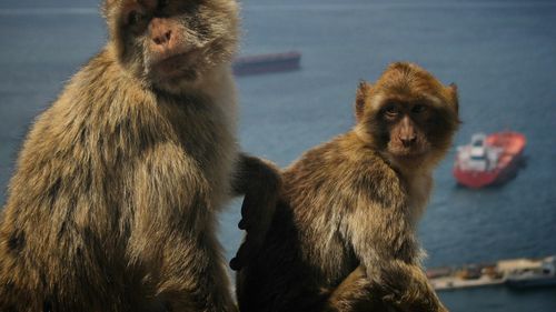 43 de maimuţe care au scăpat dintr-un laborator american de cercetare sunt căutate de autorități, la trei zile de la evadare / Cât de importanţi sunt macacii Rhesus pentru cercetarea medicală