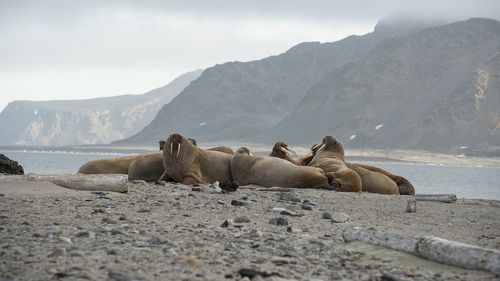 Primul caz de morsă care moare din cauza gripei aviare, înregistrat în Arctica