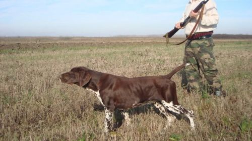 Demonstrații cu ogari și păsări de pradă în weekend, la Întâlnirea Vânătorilor. Fauna și tradiția se unesc într-un spectacol impresionant în inima Covasnei