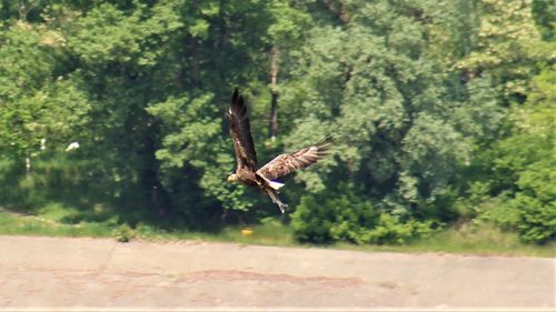Cea mai mare pasăre răpitoare din România a fost observată pe lacul de acumulare Stânca-Costești/ Un exemplar de codalb a fost surprins în timp ce se hrănea