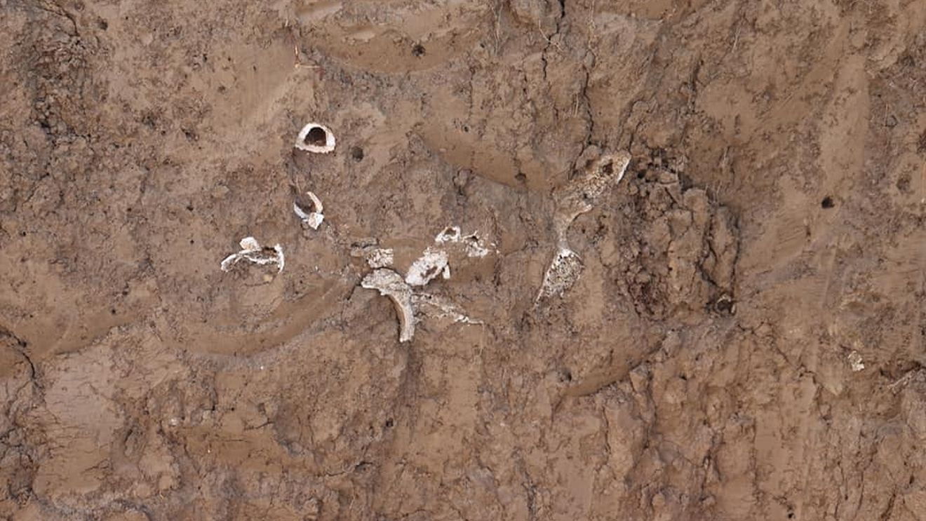 Peste 260 de schelete umane, descoperite în zona unde se va construi Spitalul 2 din Vaslui