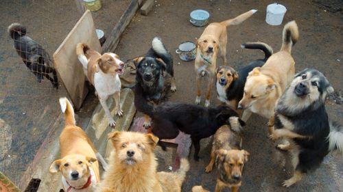 Cupa Mondială 2030: FIFA susține legea care oprește uciderea câinilor fără stăpân în Maroc