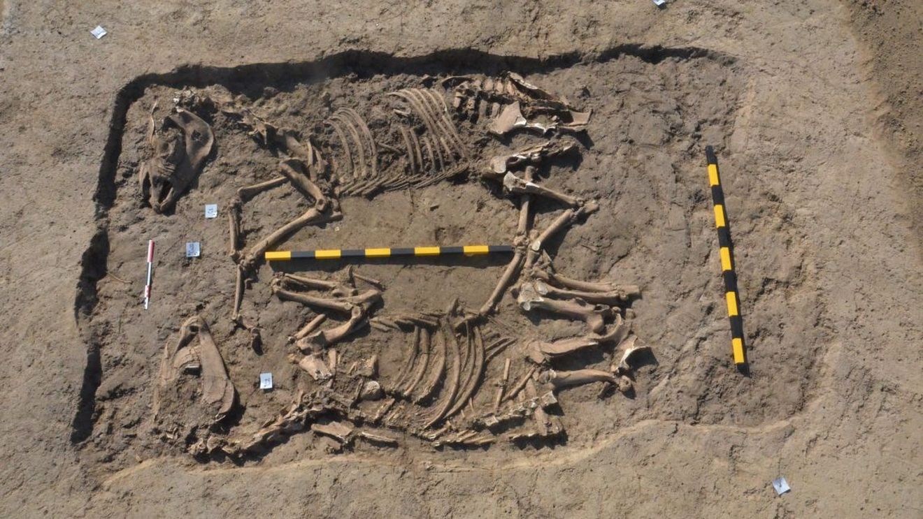 Descoperire arheologică inedită la Sfântu Gheorghe: scheletele unor cai preistorici / ”Ar putea fi vorba despre un grup mic de oameni, venit probabil din zona nordului Mării Negre, care au înmormântat caii pe malul râului Olt”