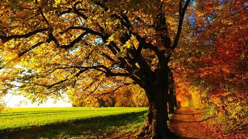 Prognoza meteo până la mijlocul lunii octombrie: vreme frumoasă, cu temperaturi mai ridicate decât cele normale și ploi puține mai ales în prima săptămână