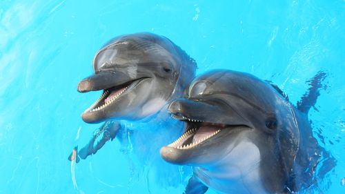 Principalul parc zoologic din Grecia îşi trimite delfinii în Florida / Mai multe asociații pentru drepturile animalelor acuză parcul că organizează reprezentații ilegale