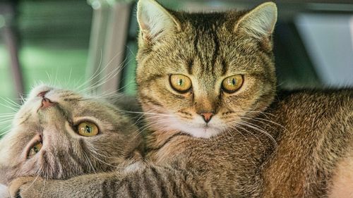 „Blănoșii în siguranță”: Pisicile fără stăpân din Sectorul 2 al Capitalei ar putea beneficia de un program dedicat. Vezi detalii și cum te poți implica