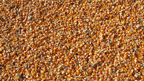 Reuters: Livrările mondiale de alimente vor fi afectate în 2024 de secetă şi restricţii la export