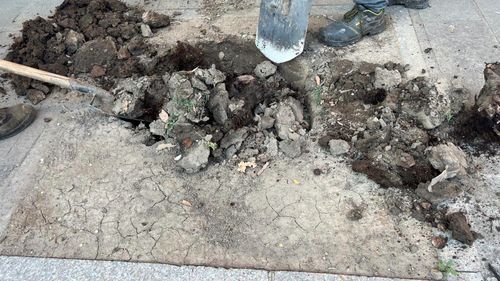 Primăria București anunță plantări pe bulevardul ”tunel auto” Magheru