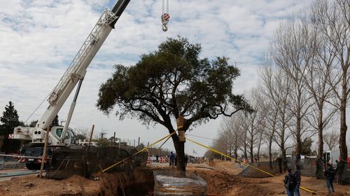 Proteste și acțiuni în justiție: în Argentina, apărarea unui copac vechi de 300 de ani devine o cauză națională