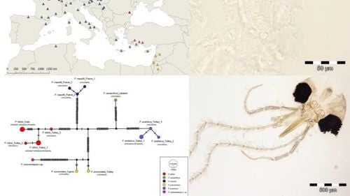O specie nouă de insectă, descoperită în județul Constanța a fost denumită oficial în onoarea Simonei Halep: Phlebotomus simonahalepae