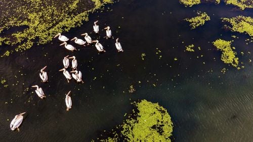 Cum își pasează autoritățile responsabilitatea privind impactul pe mediu în controversa Bîstroe/ Ce spun Ministerul Mediului, Administrația Rezervației Deltei și Institutul de Cercetare din Deltă