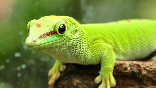 O nouă specie de gecko, descoperită în sudul Chinei