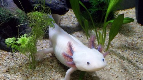 Un muzeu dedicat salamandrei axolotl, o specie în pericol de dispariţie, inaugurat în Mexic