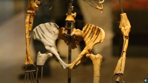 Ţările de Jos returnează Indoneziei o importantă colecţie de fosile, inclusiv "Omul de Java"