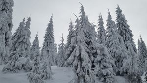 Strat de zăpadă de 30 centimetri în Maramureș, la staţia meteo Iezer în Munţii Rodnei