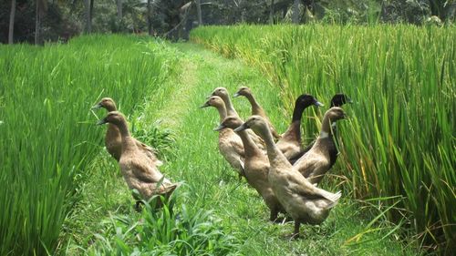 VIDEO Rațele, folosite în loc de pesticide de tot mai mulți fermieri / Păsările curăță de dăunători culturile de orez sau viile