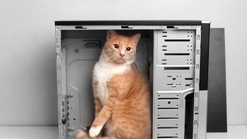 Fizicienii au înviat „pisica lui Schrödinger” cu șapte vieți în laborator. Experimentul științific schimbă pentru totdeauna lumea digitală