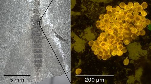 Oamenii de ştiinţă consideră că au descoperit cele mai vechi insecte acoperite cu polen, datând în urma cu aproximativ 280 de milioane de ani