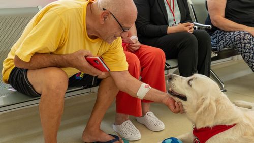 Terapia cu animale: „hAM grijă de tine” / Mura, Betty și Alice au schimbat complet starea de spirit celor 50 de pacienți de la Spitalul Județean Ilfov / Câinii pot vindeca copii cu autism - STUDIU