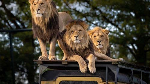 Pume și lei în captivitate infectați cu Covid  în Africa de Sud