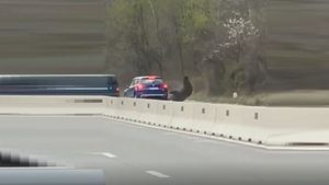 VIDEO Un urs a pătruns pe DN1, în zona localității Cornu, fiind lovit de două mașini