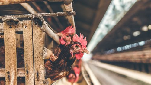 UE ar putea renunța la introducerea unor măsuri mai stricte privind bunăstarea animalelor/ Există temeri că modificările propuse ar putea crește costurile alimentelor