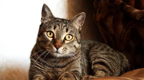 Cât de fericite sunt pisicile ținute în casă: Este o idee bună să nu aibă acces afară? Răspunsul medicului veterinar