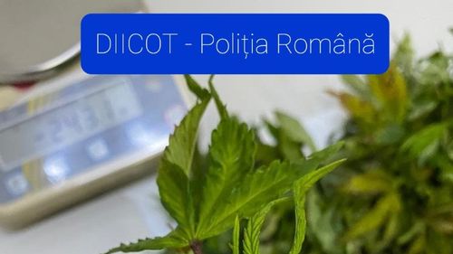 Legalizarea canabisului în scop medical, proiect de lege dezbătut în Comisia de Sănătate a Camerei Deputaților
