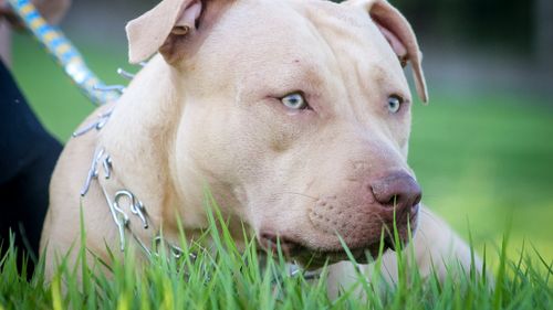 Un minor din Bistrița-Năsăud a fost reținut de polițiști pentru organizare de lupte cu câini/ Doi pittbulli au fost ridicați și plasați în adăpost special pentru animale