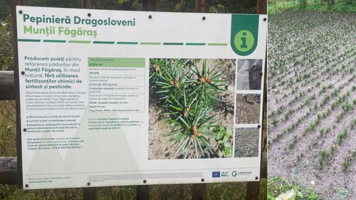 Păduri reziliente la schimbări climatice în Munții Făgăraș: restaurare ecologică a 200 ha de păduri, cu tehnologii avansate LIDAR și ADN / Solurile stochează mai mult carbon decât în țări din vest