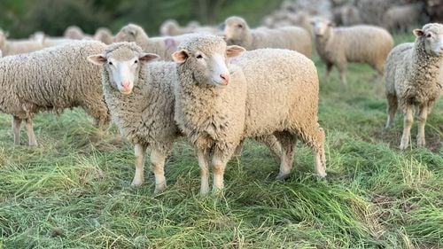 În Bulgaria, a fost confirmat primul focar de pesta rumegătoarelor mici din ultimii şase ani. Proprietarii animalelor au ascuns informațiile de autorități