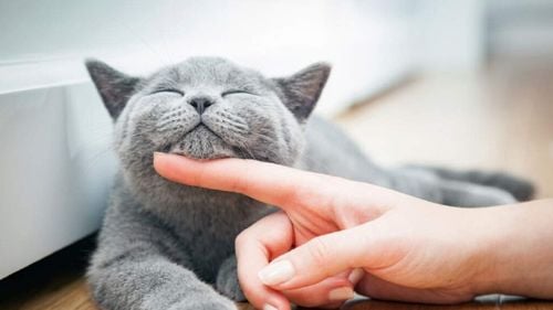 Pisicile uimesc oamenii de știință. Cele mai recente studii dezvăluie ce se întâmplă dacă mângâi doar câteva minute o pisică