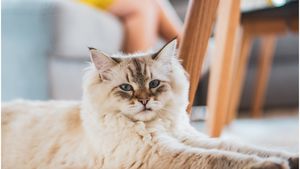 Top rase de pisici liniștite. Cele mai pașnice feline care preferă afecțiunea, și nu joaca agresivă
