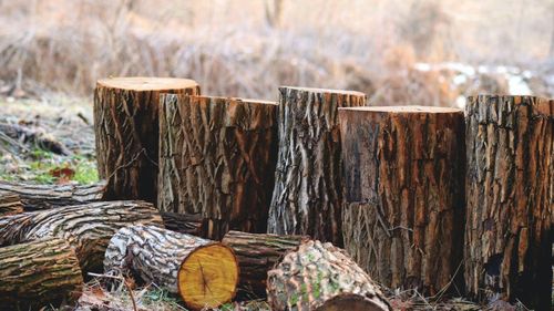 Ministerul Mediului: Număr dublu de contravenţii constatate în domeniul silvic în primul trimestru al anului 2022, faţă de aceeaşi perioadă a anului trecut/ Valoarea totală a amenzilor a depăşit 7,3 milioane de lei/ Peste 1.900 de infracţiuni