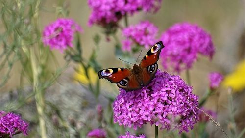 Vot la limită în Parlamentul European: Până în 2030, UE trebuie să pună în aplicare măsuri de refacere care să acopere cel puțin 20% din zonele sale terestre și maritime / Proiectul de lege nu impune noi zone protejate în UE