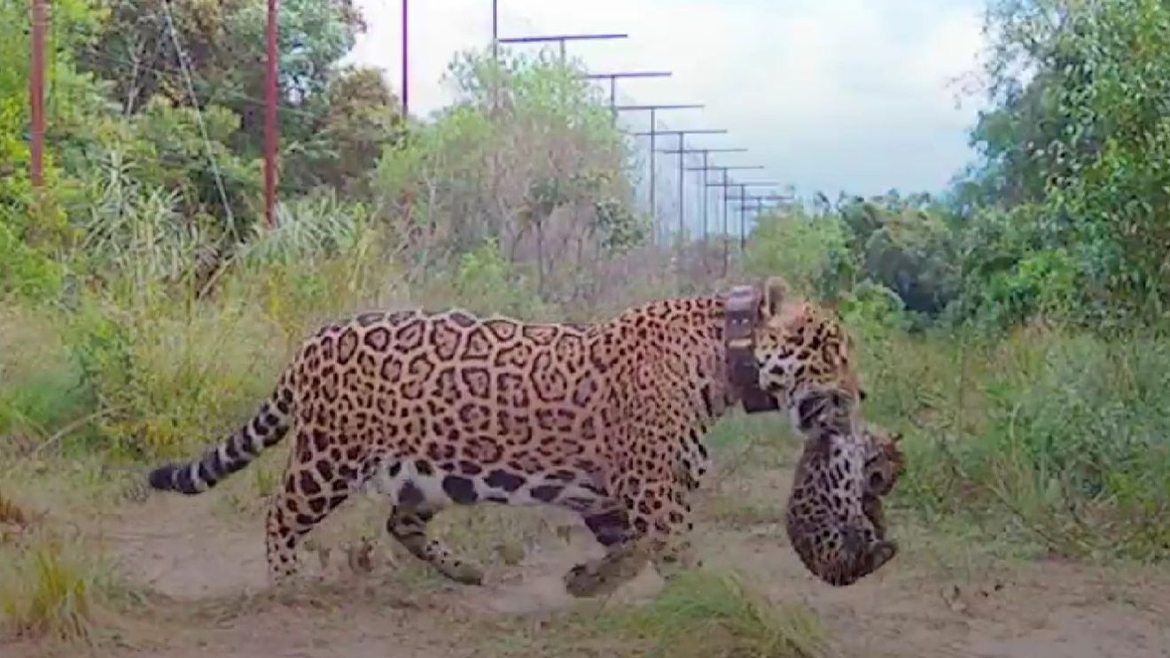 FOTO&VIDEO Premieră în ultimii 70 de ani în Argentina. Doi pui de jaguar, născuți în sălbăticie într-o zonă umedă din nordul țării