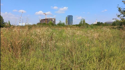 Aproape 400 de bucureșteni au fost amendați pentru că nu au distrus ambrozia de pe terenurile deținute. Primăria Sectorului 1 a aplicat cele mai multe amenzi, Primăria Sectorului 5 a notificat și instituții ale statului